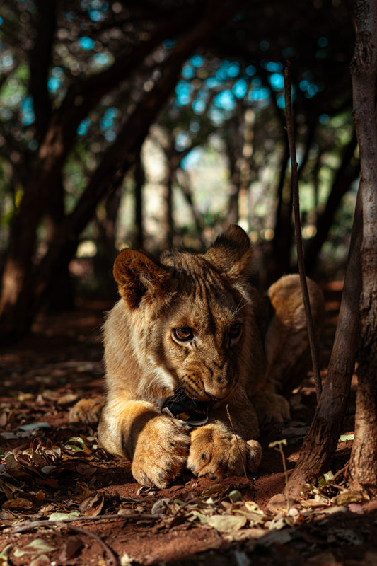 Lion cub