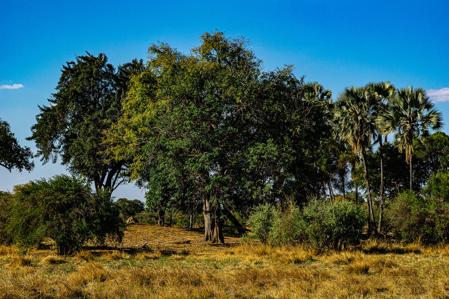 Forest of Zambia