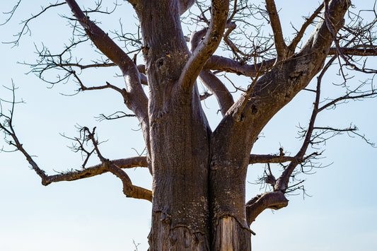 Tree of Zambia